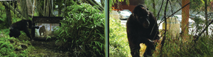 Photo showing Chimps in the Budongo Trail at Edinburgh Zoo watching Rachel Mayeri’s film (left) of themselves (right)