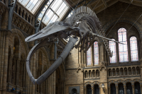 A Blue Whale skeleton mounted in Hintze Hall of the Natural History Museum