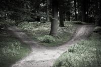 Photo of fork in the path in the woods