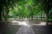 An avenue of trees