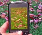 Mobile Phone grass flowers