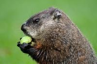 Photo of a groundhog