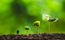 image of seeds growing into plants