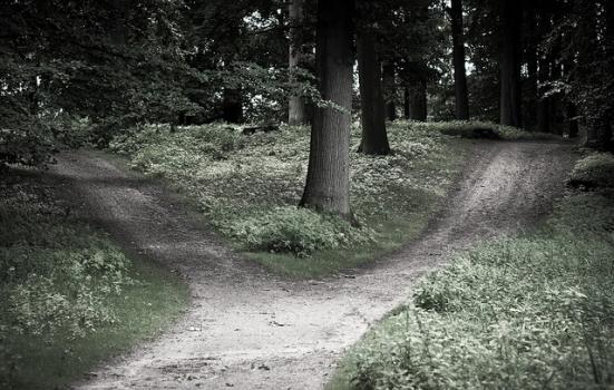 Photo of fork in the path in the woods