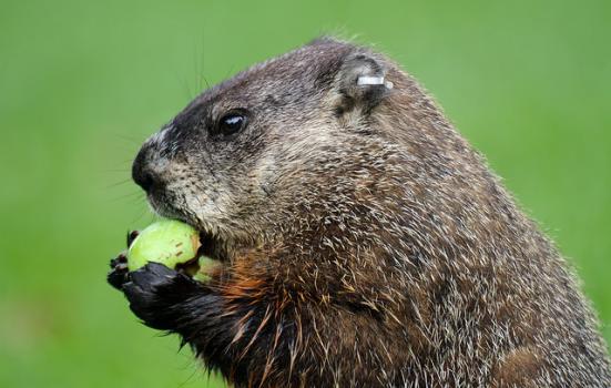 Photo of a groundhog