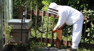 Photo of recording the sounds of a hive © PHOTO Fern Thomas