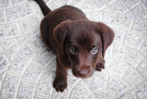 Photo of puppy