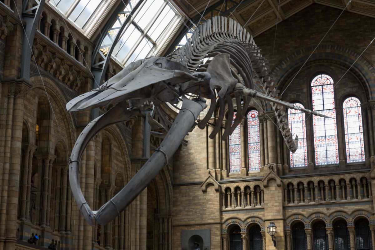 Natural History Museum 'sorry' for National Conservatism event